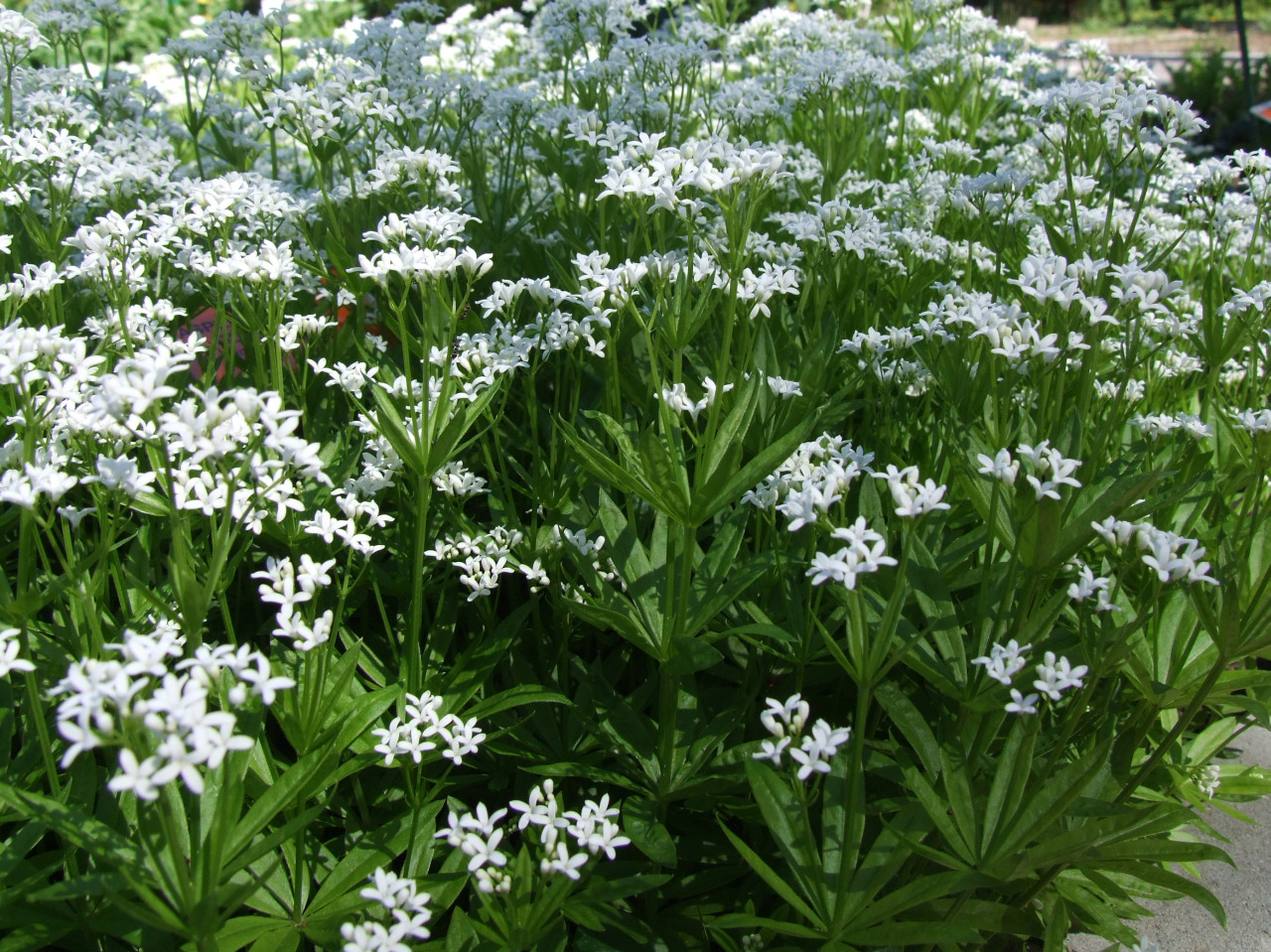 Foto von Waldmeister