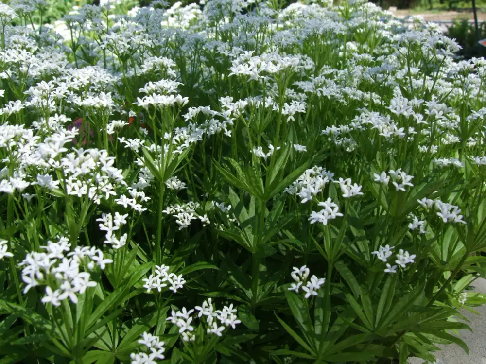 Foto von Waldmeister