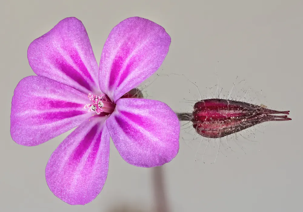Rosa Blüten des Ruprechtskrauts (Geranium robertianum) in Nahaufnahme