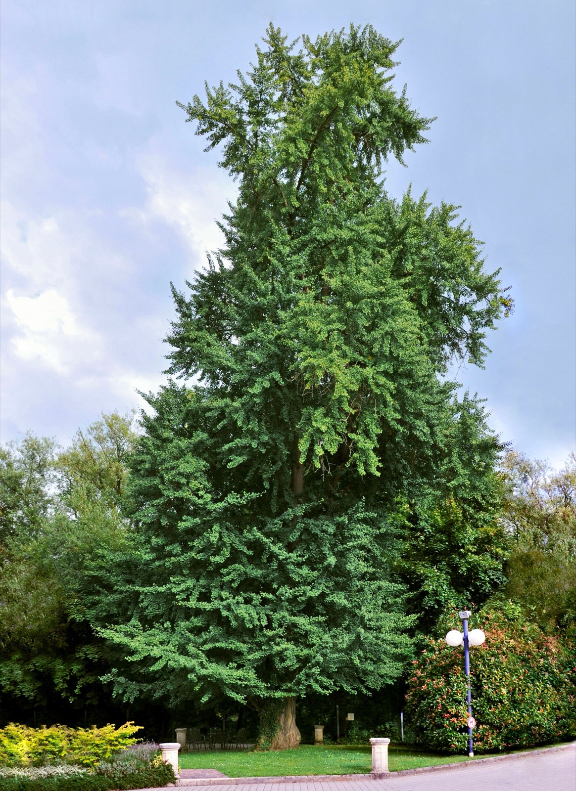 Foto von Ginkgo