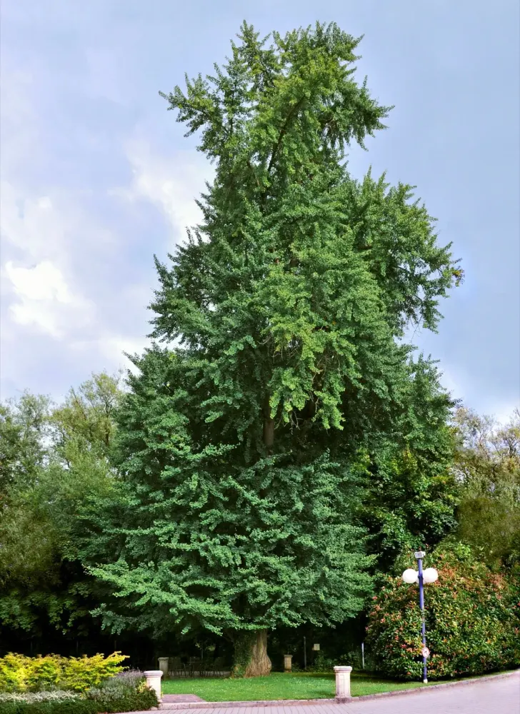 Foto von Ginkgo