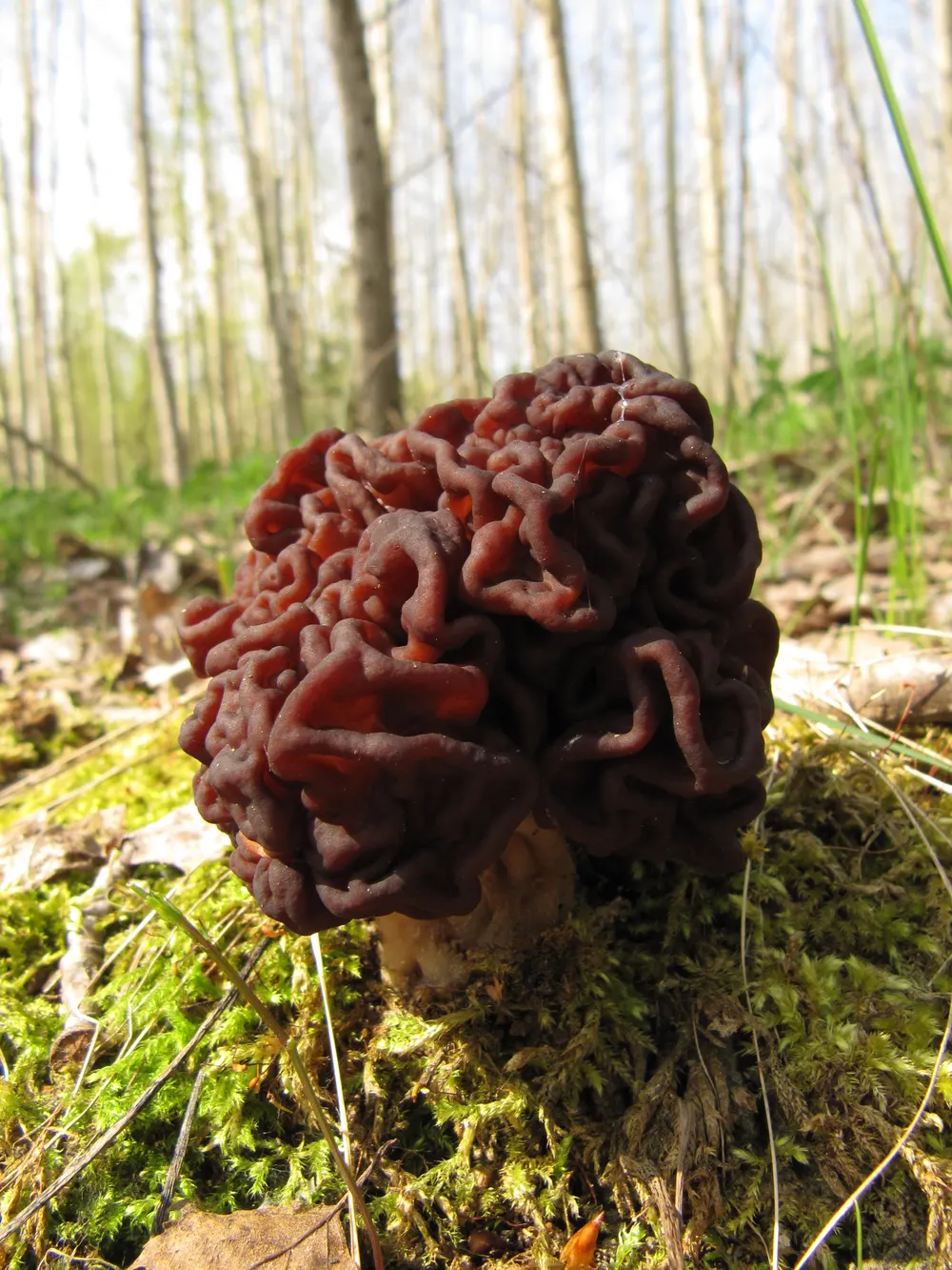 Hirnförmiger, rotbrauner Fruchtkörper der Frühjahrslorchel auf Waldboden.