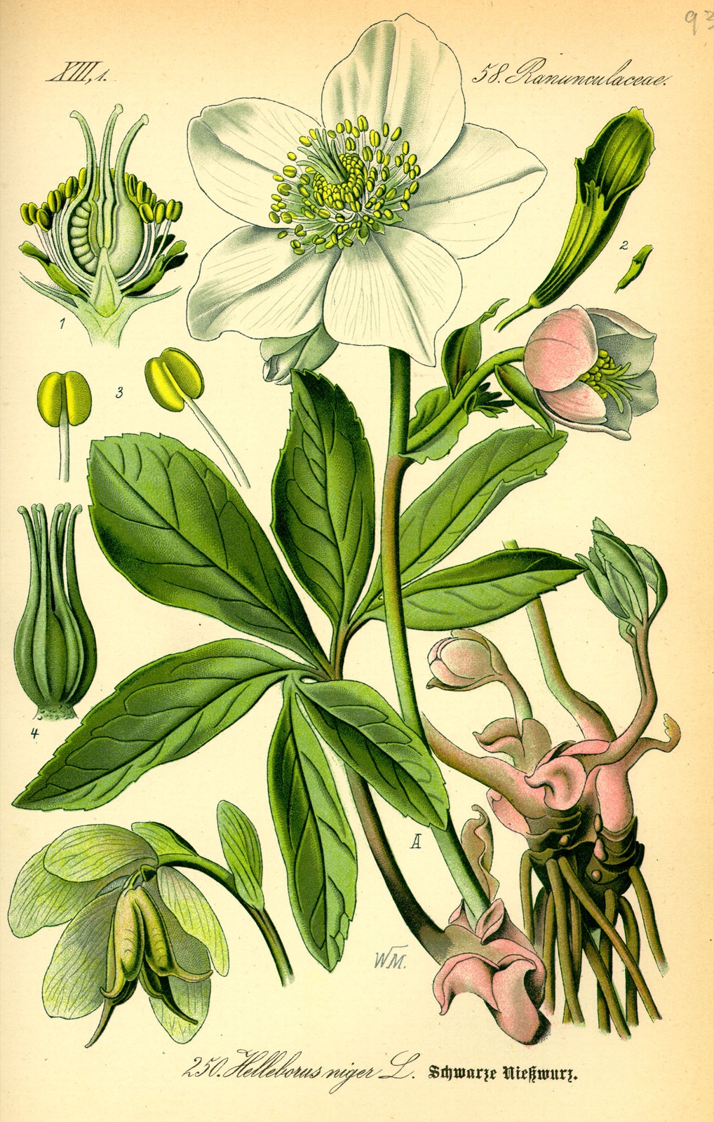 Foto von Schneerose