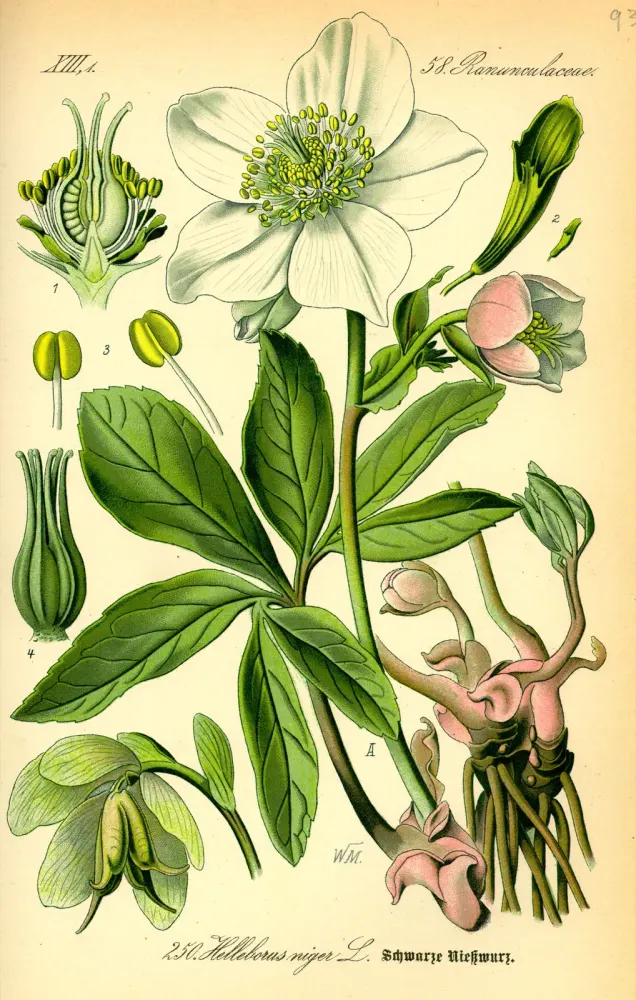 Foto von Schneerose