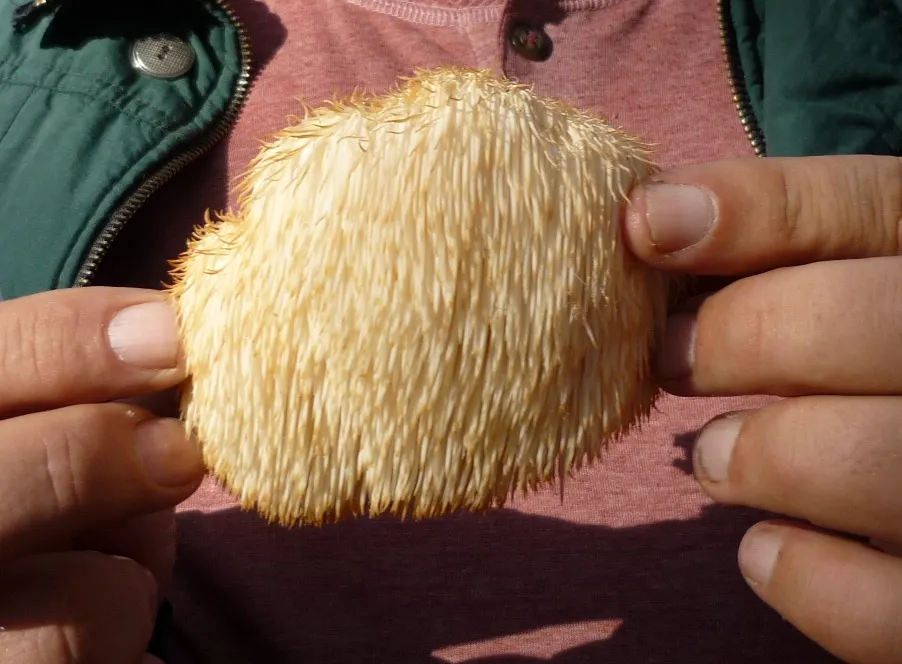 Weißer Igel-Stachelbart mit herabhängenden, fransenartigen Stacheln an einem Baumstamm.