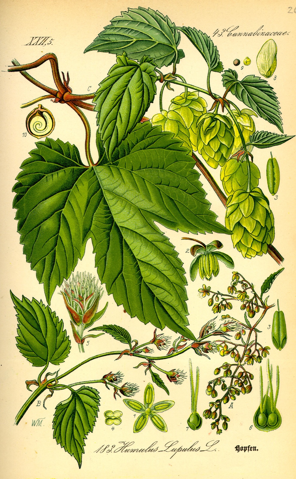 Foto von Echter Hopfen
