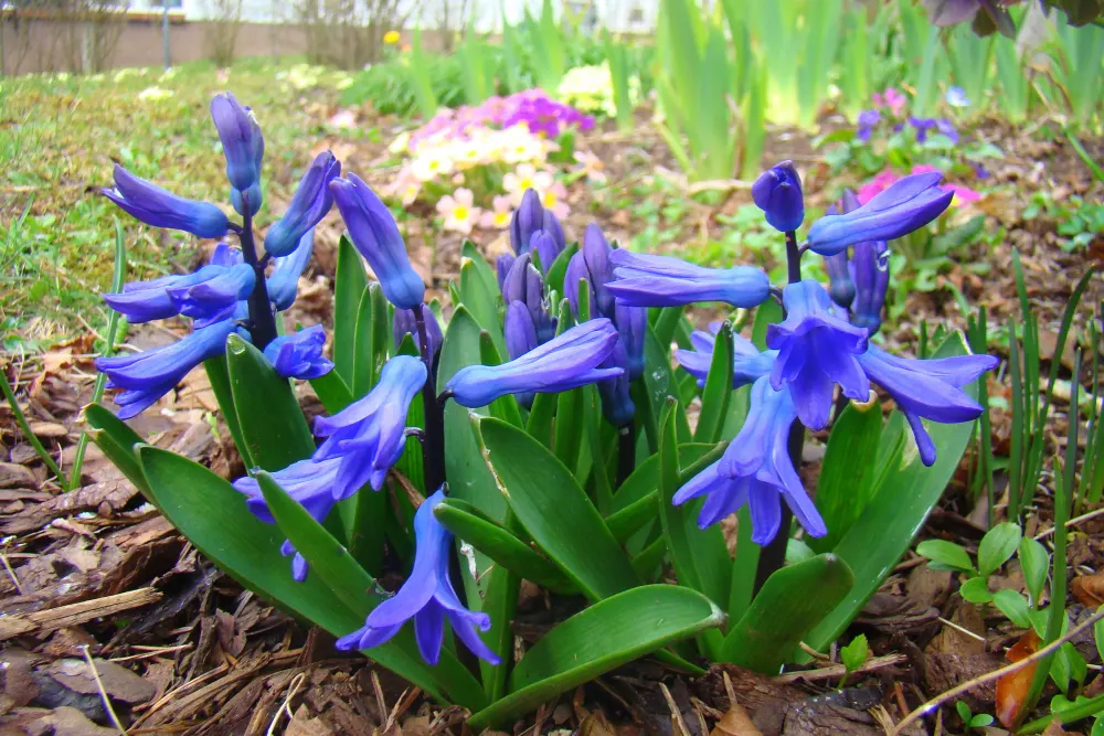 Foto von Gartenhyazinthe