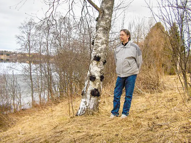 Schwarze, rissige Chaga-Knolle (Inonotus obliquus) an einem Birkenstamm in Finnland.