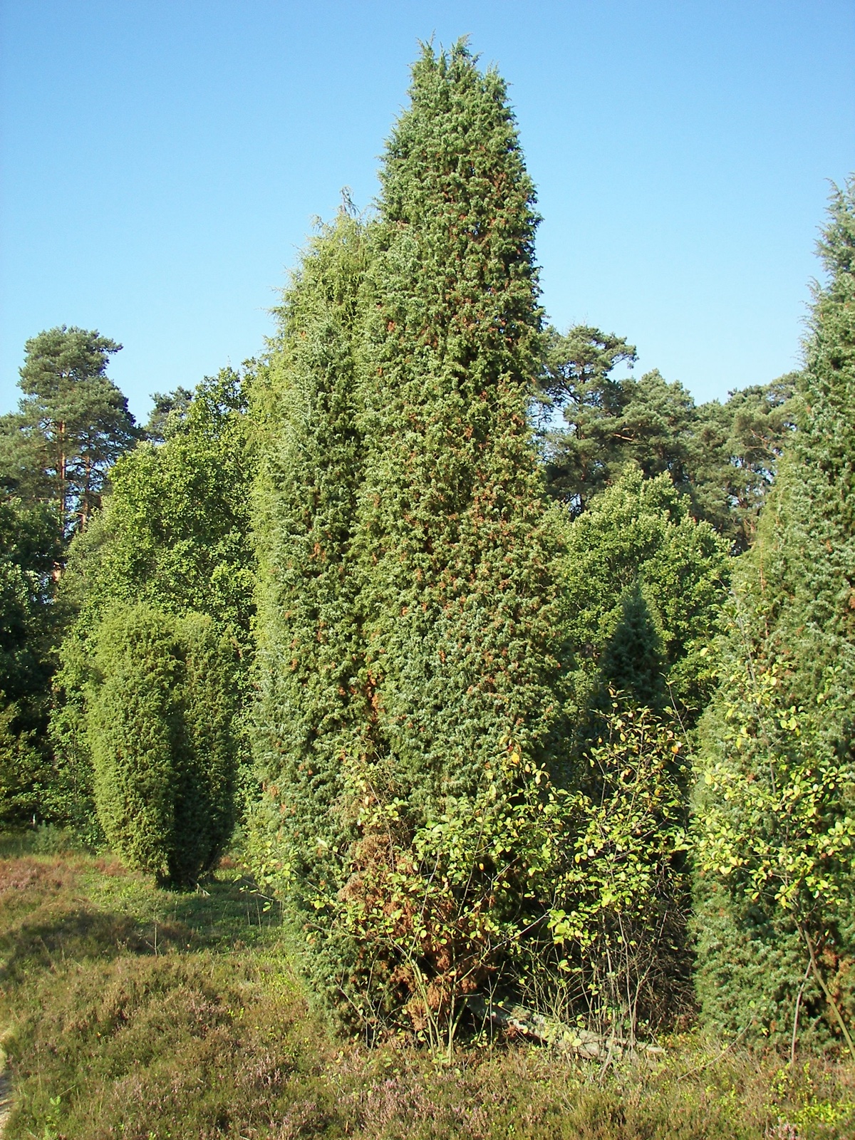 Foto von Gemeiner Wacholder