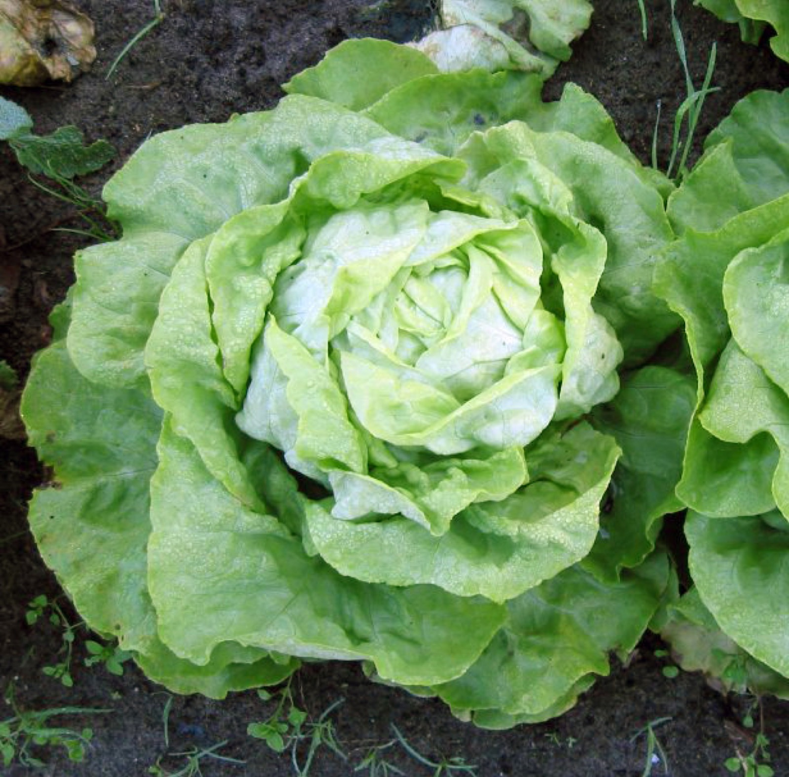 Foto von Kopfsalat