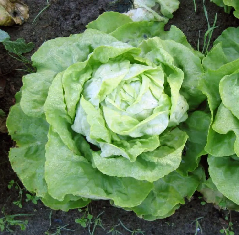 Foto von Kopfsalat