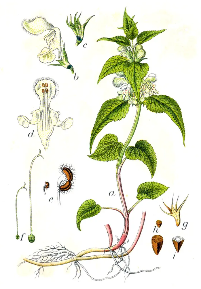 Botanische Tafel der Weißen Taubnessel (Lamium album) mit weißen Lippenblüten und gezähnten Blättern, Jacob Sturm 1796.