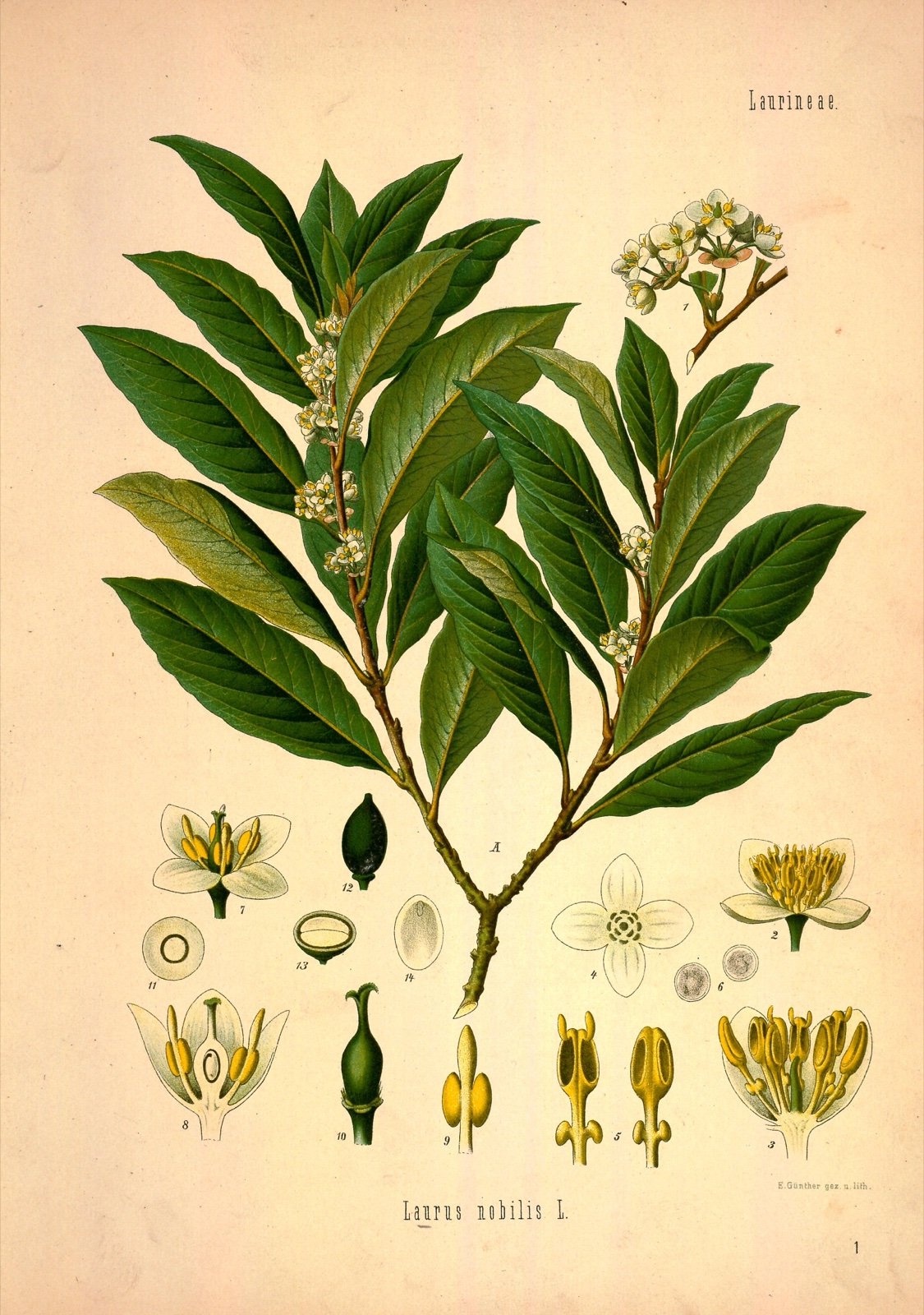 Foto von Echter Lorbeer