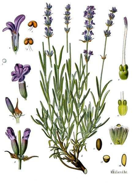 Foto von Echter Lavendel
