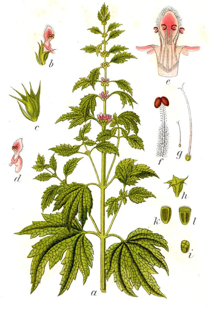 Botanische Tafel des Echten Herzgespanns aus Sturms Deutschlands Flora