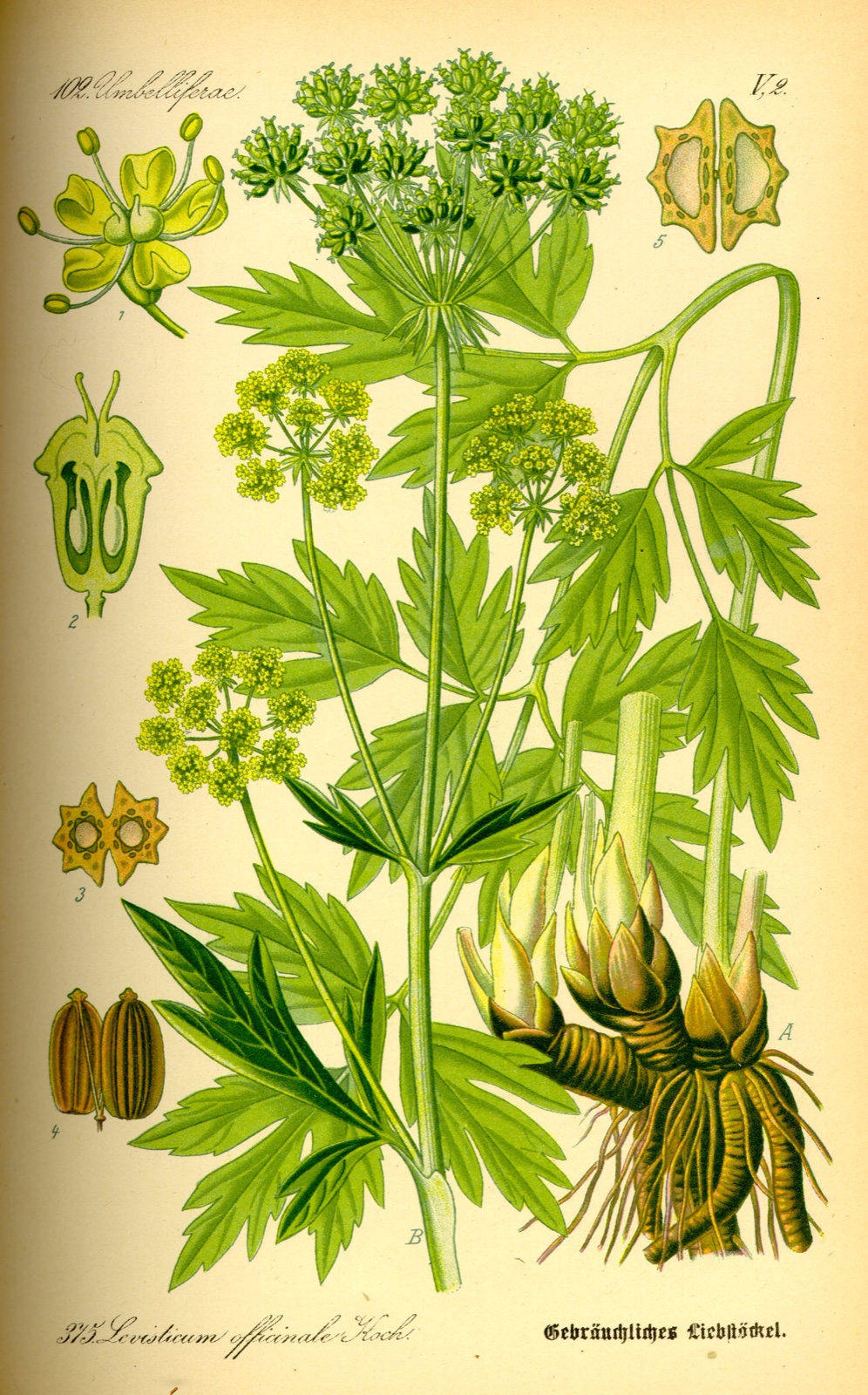 Foto von Liebstöckel