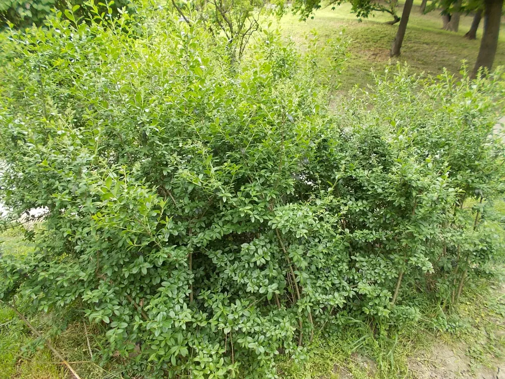 Foto von Gewöhnlicher Liguster