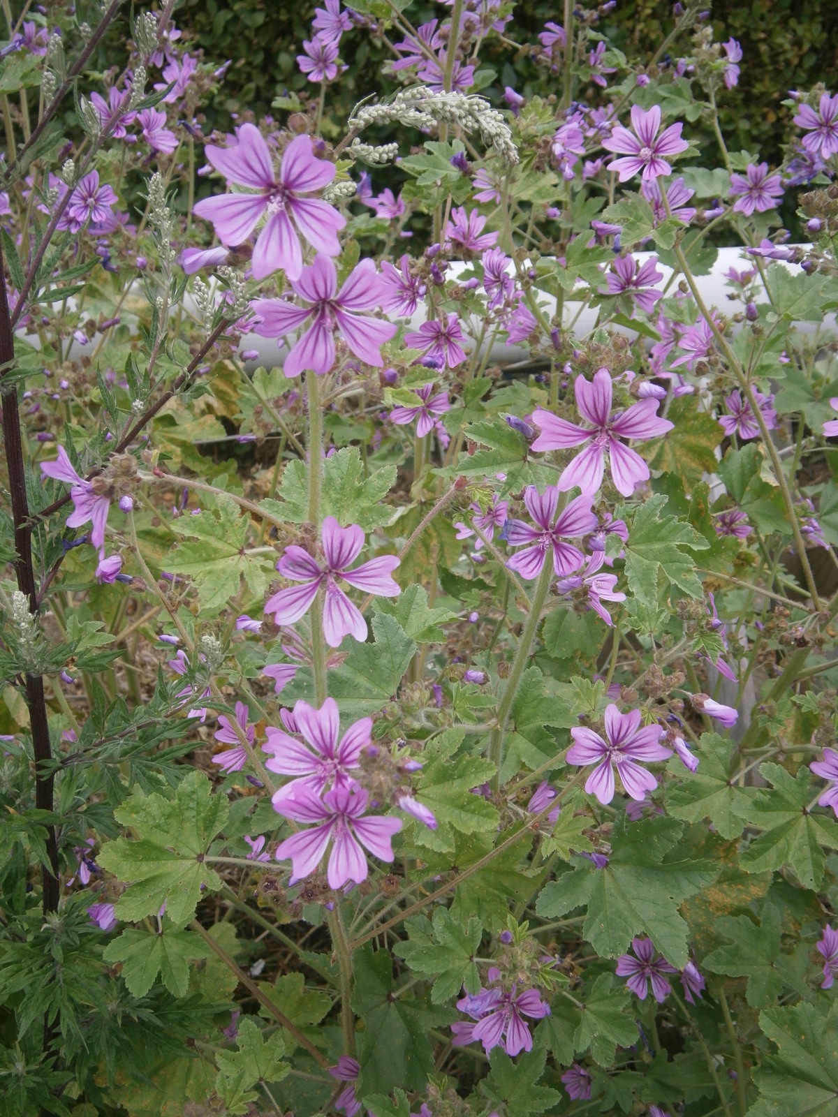 Foto von Wilde Malve