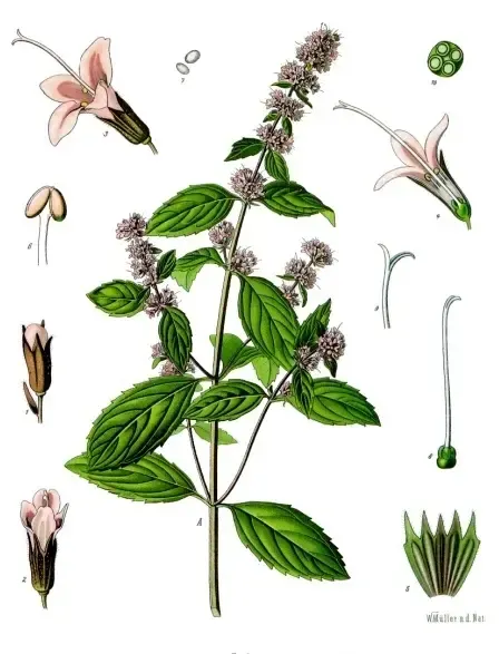 Foto von Pfefferminze