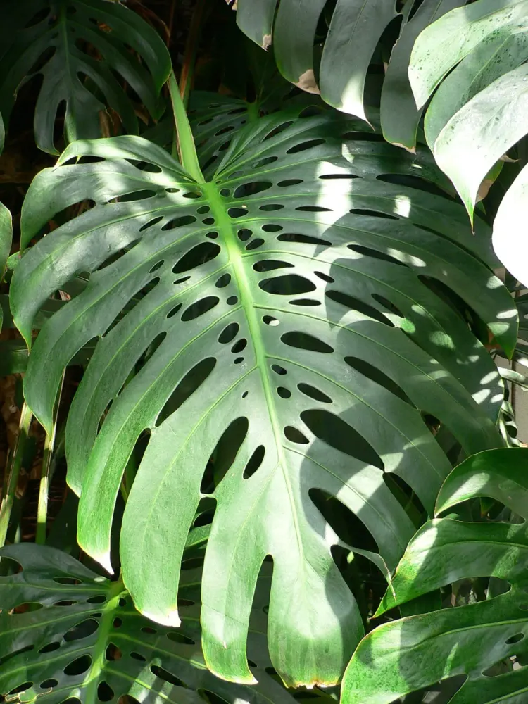 Foto von Monstera deliciosa (Fensterblatt)