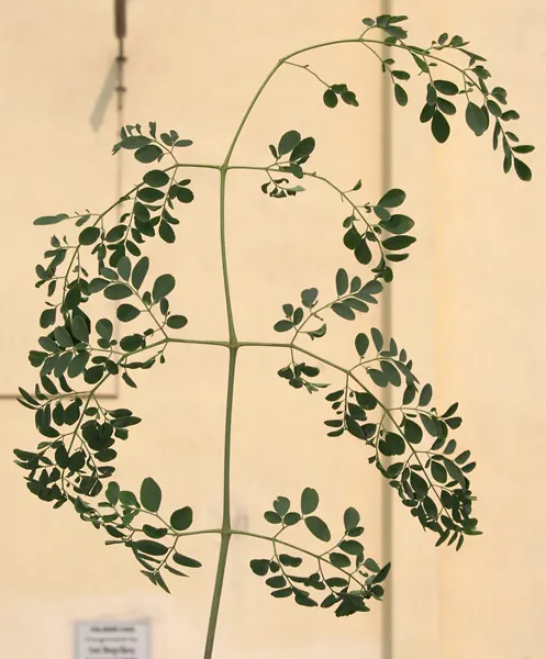 Gefiedertes Blatt von Moringa oleifera (Meerrettichbaum)