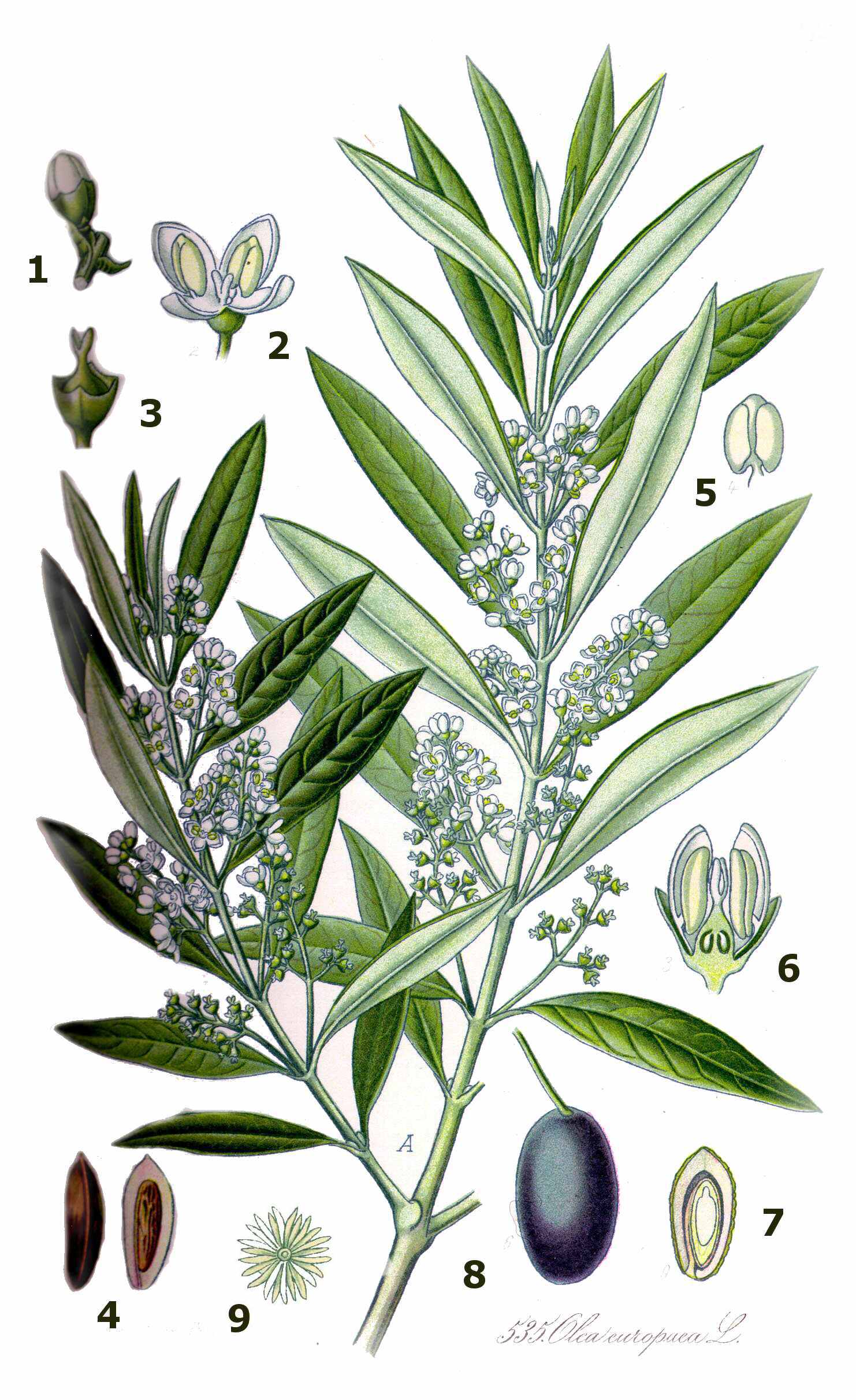 Foto von Olivenbaum