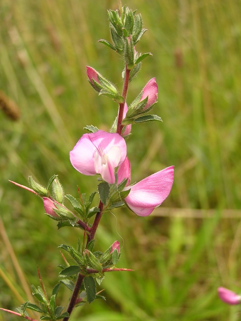Foto von Dornige Hauhechel