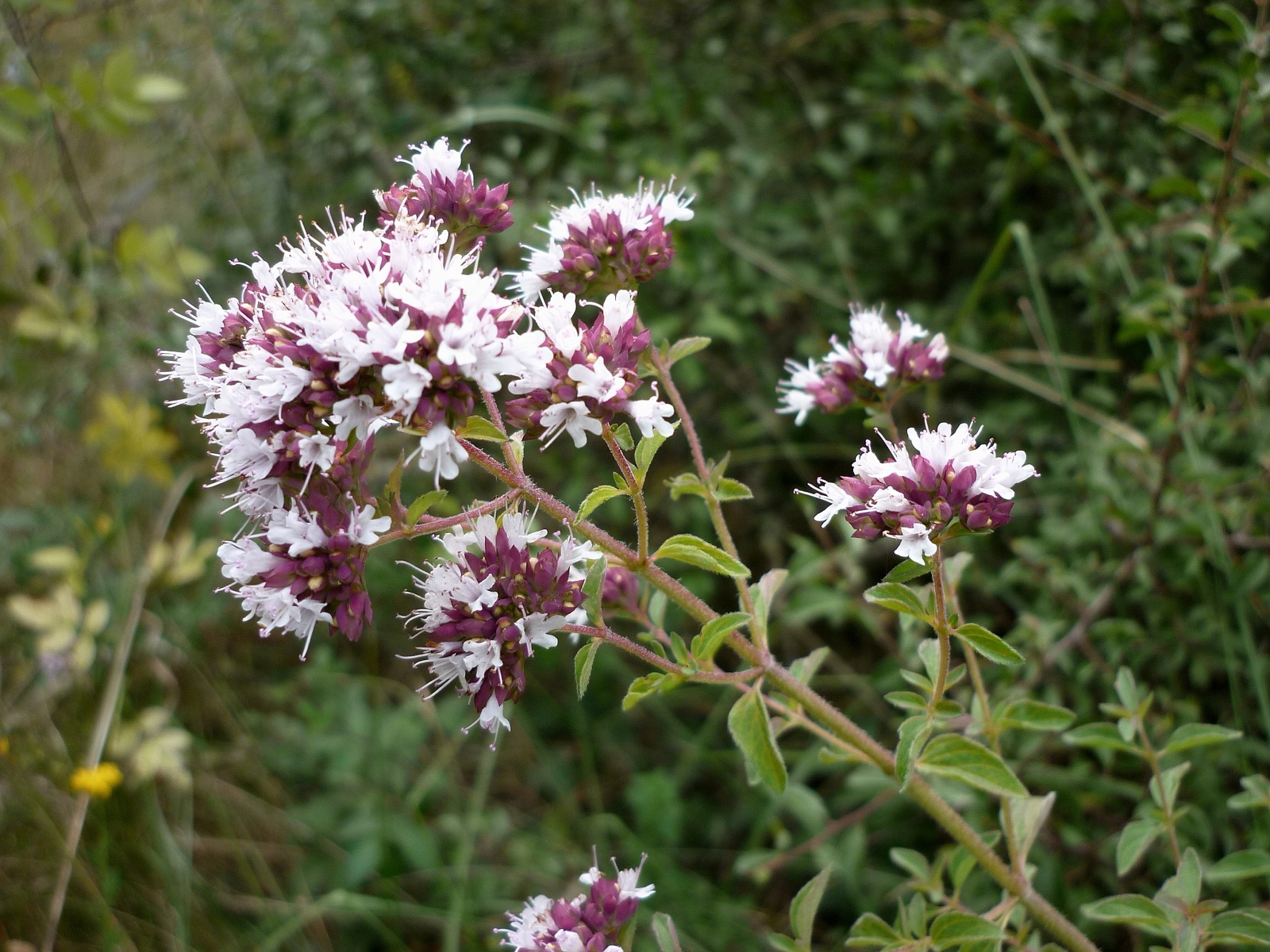 Foto von Oregano