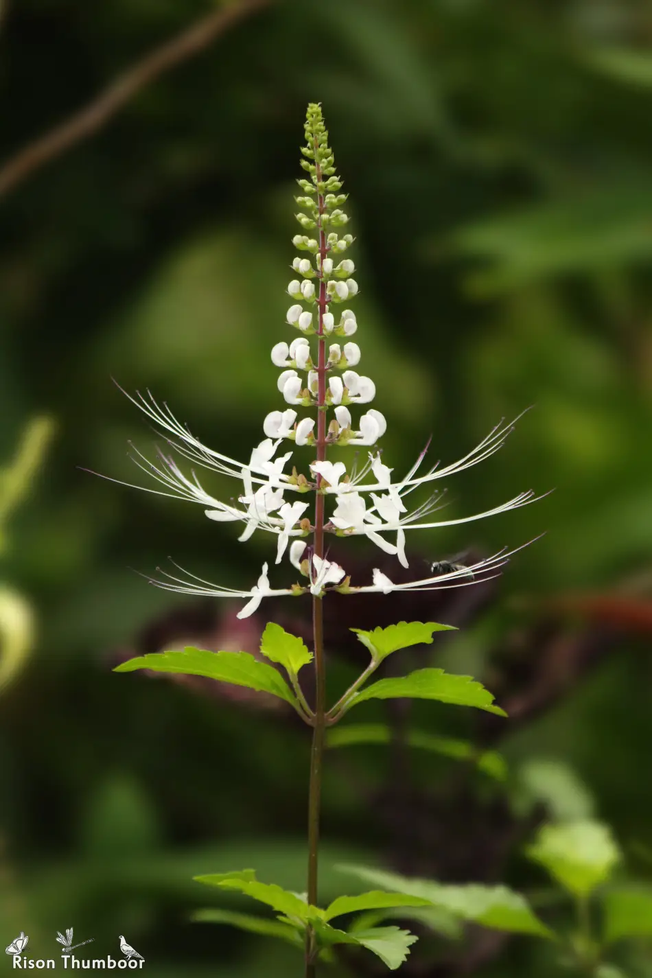 Blüten des Katzenbarts (Orthosiphon aristatus) mit den charakteristischen langen, weissen Staubblättern