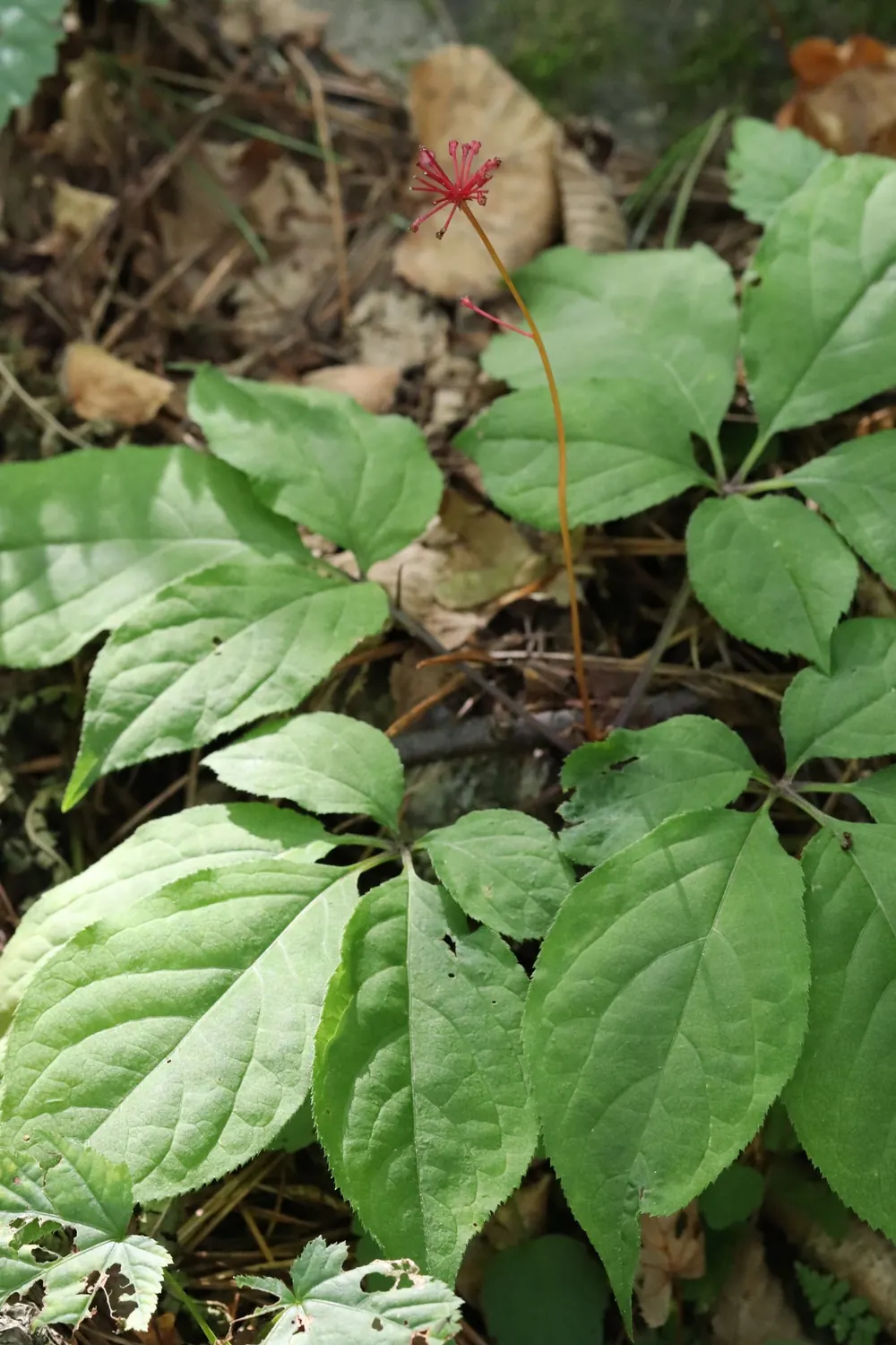 Panax ginseng (Ginseng) mit Blättern und roten Beeren