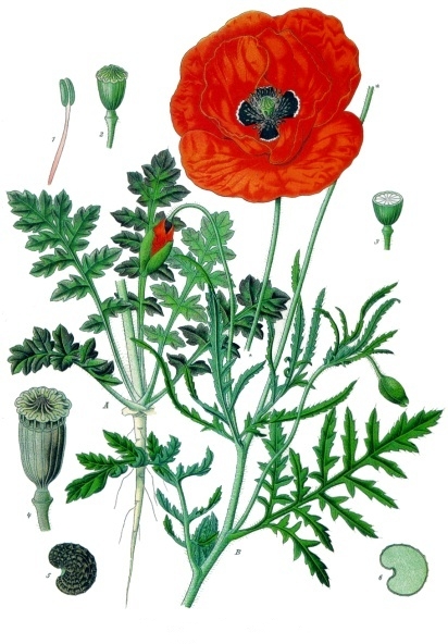Foto von Klatschmohn