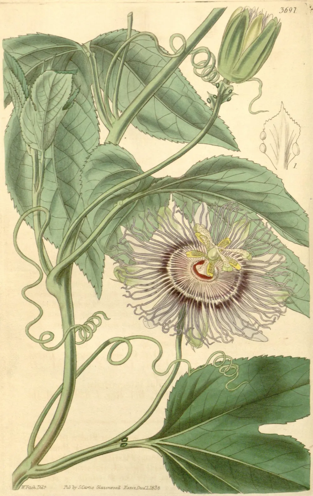 Kolorierte botanische Tafel der Passionsblume mit Blüte, Ranken und gelappten Blättern aus Curtis's Botanical Magazine