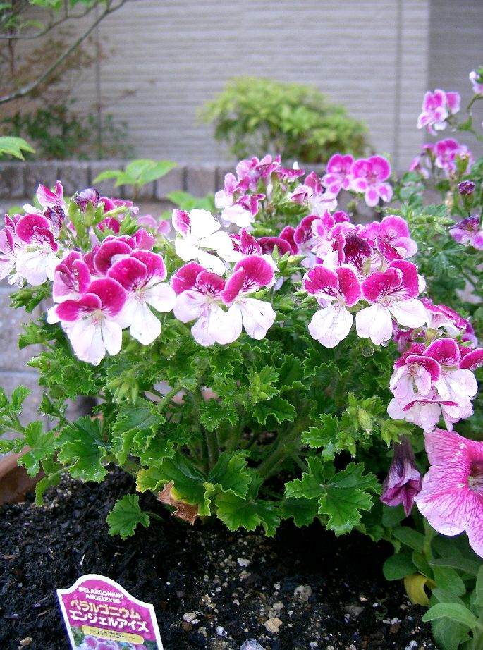 Foto von Duftpelargonie