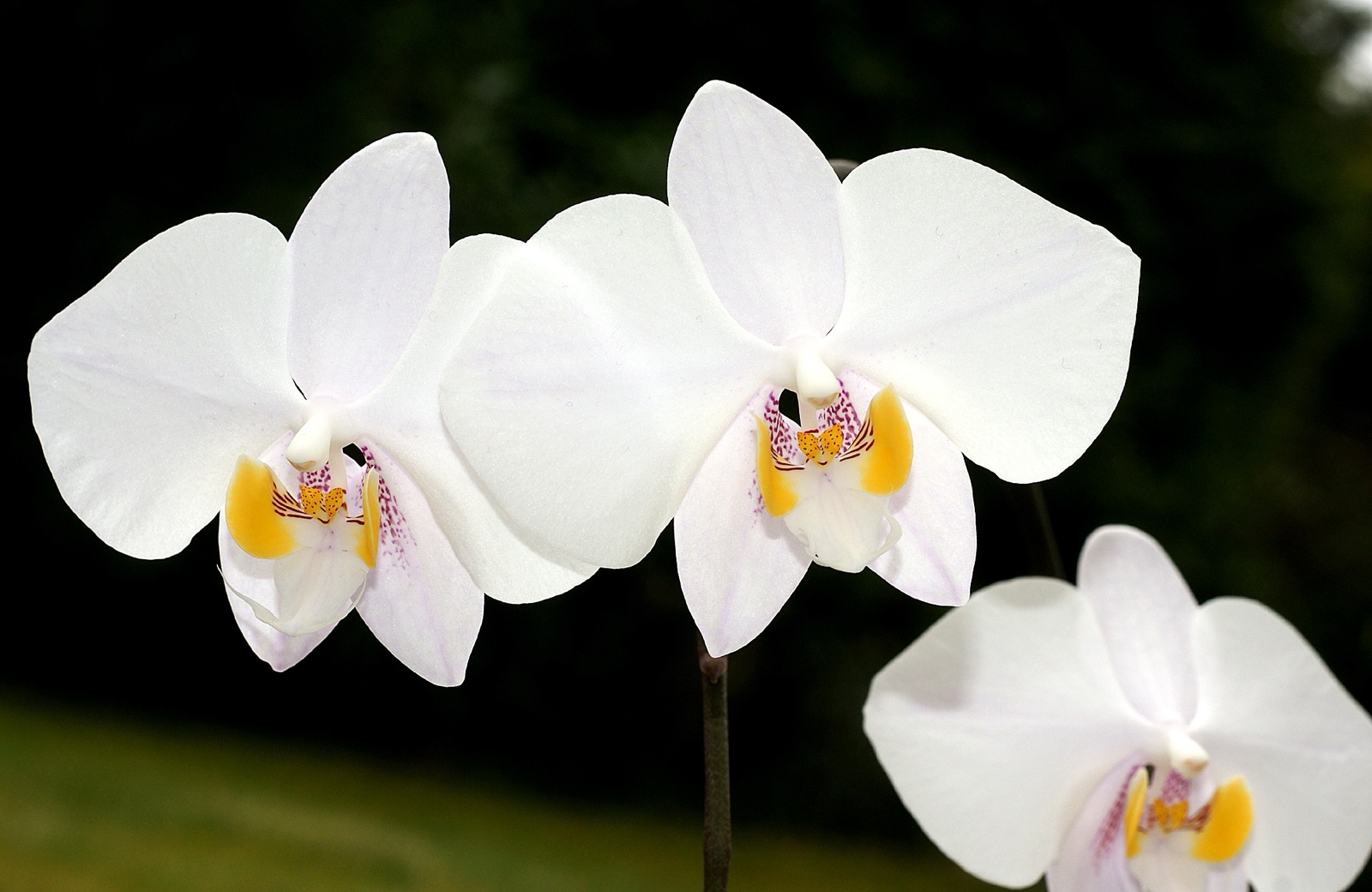 Foto von Phalaenopsis