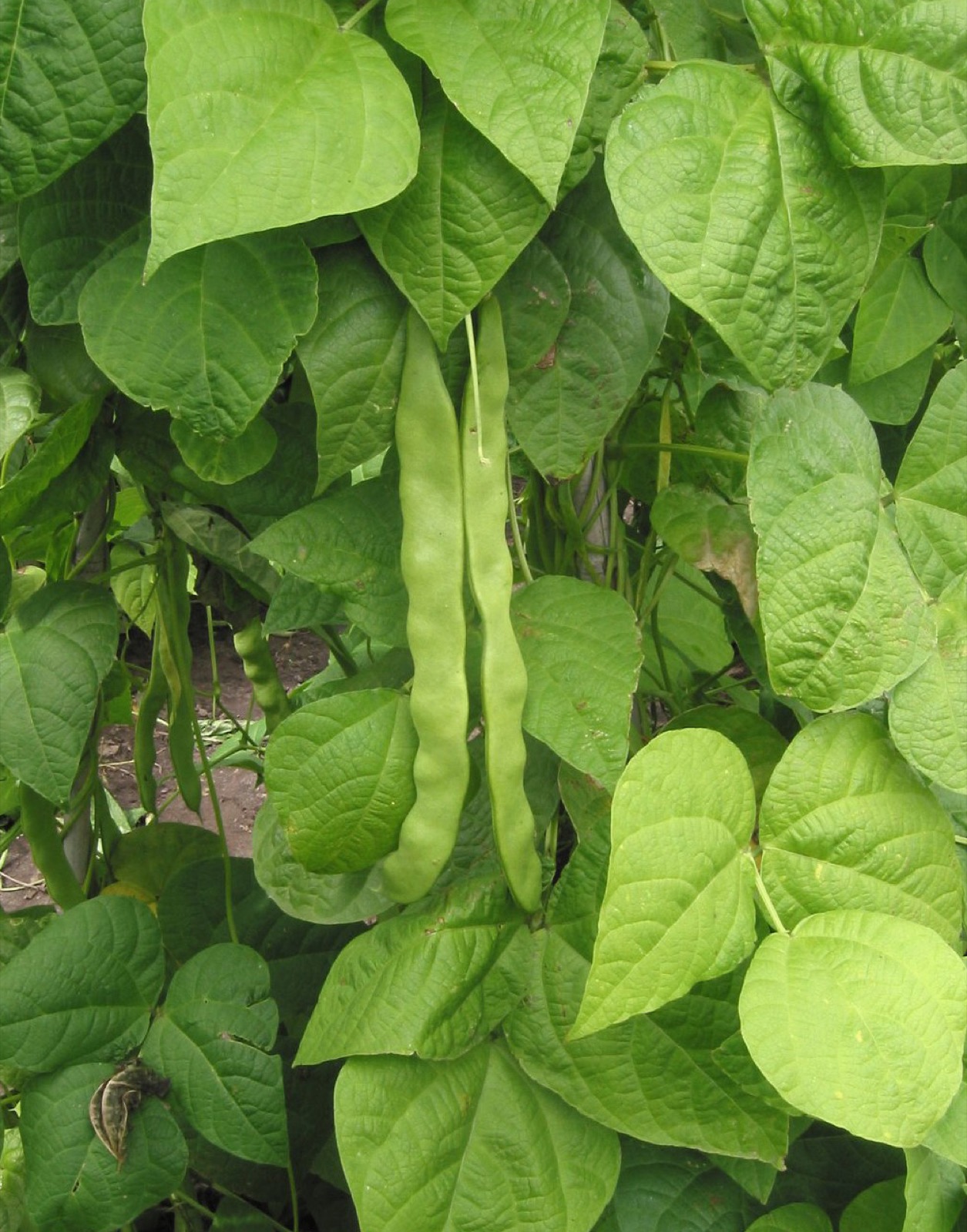 Foto von Gartenbohne