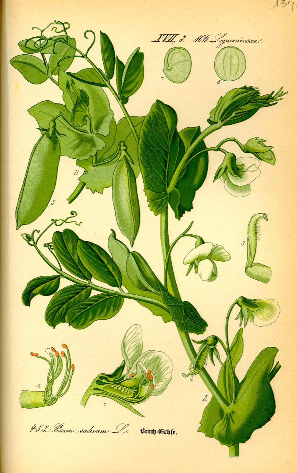Foto von Erbse
