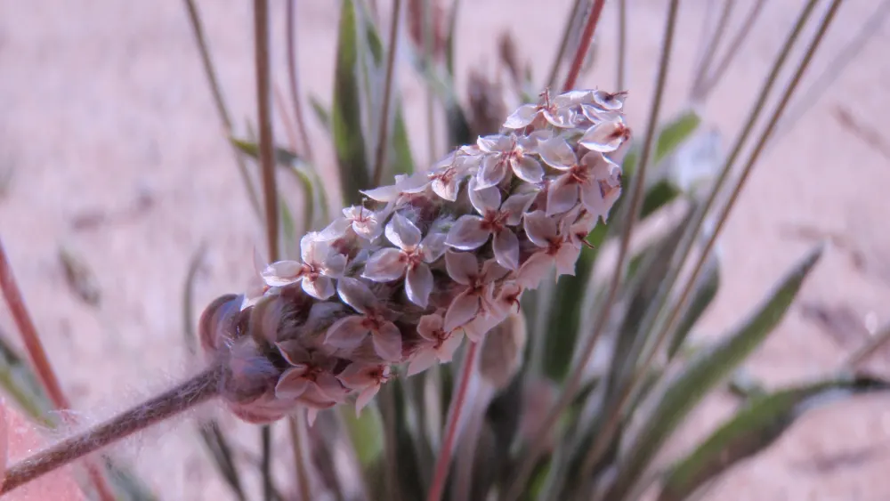 Blühende Indische Flohsamen-Pflanze (Plantago ovata) mit schmalen Blättern und dichten eiförmigen Ähren am natürlichen Standort