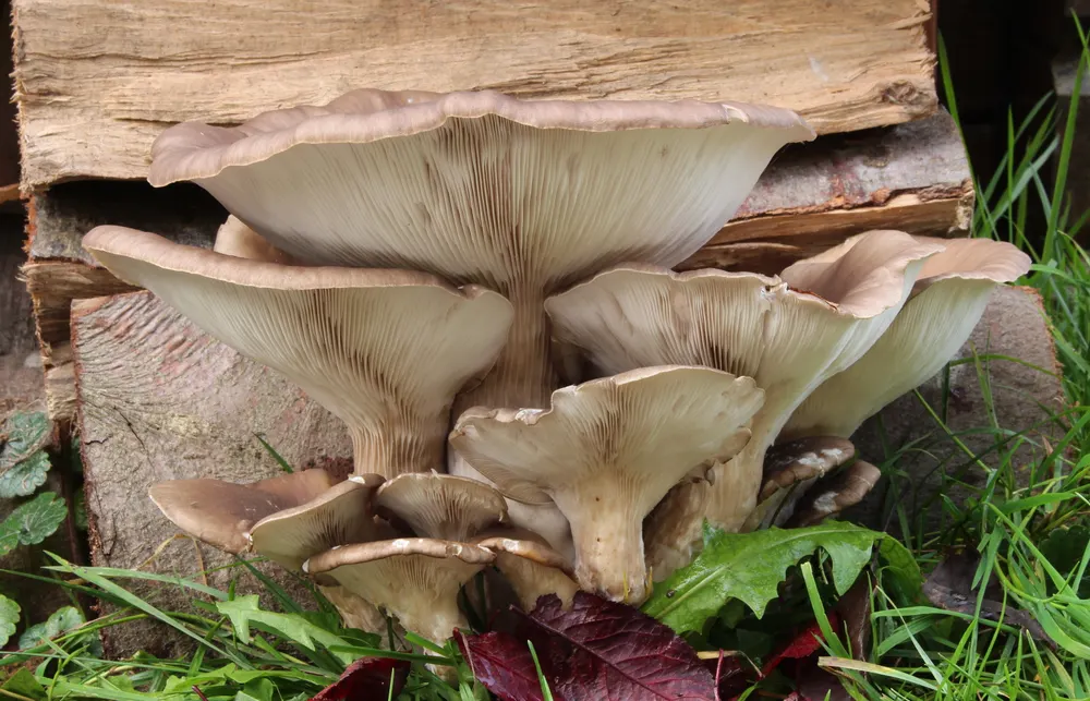 Büschel von Austern-Seitlingen (Pleurotus ostreatus) mit grau-braunen, muschelförmigen Hüten an Holz.
