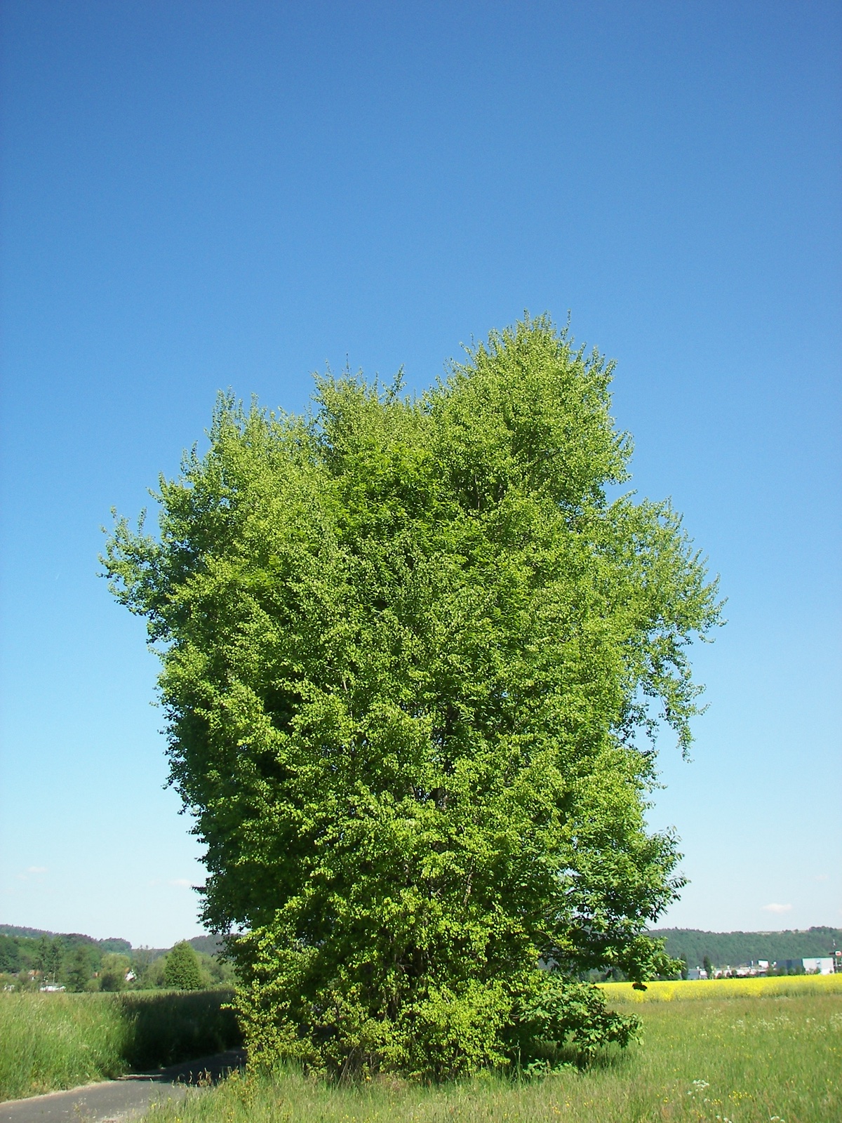Foto von Espe