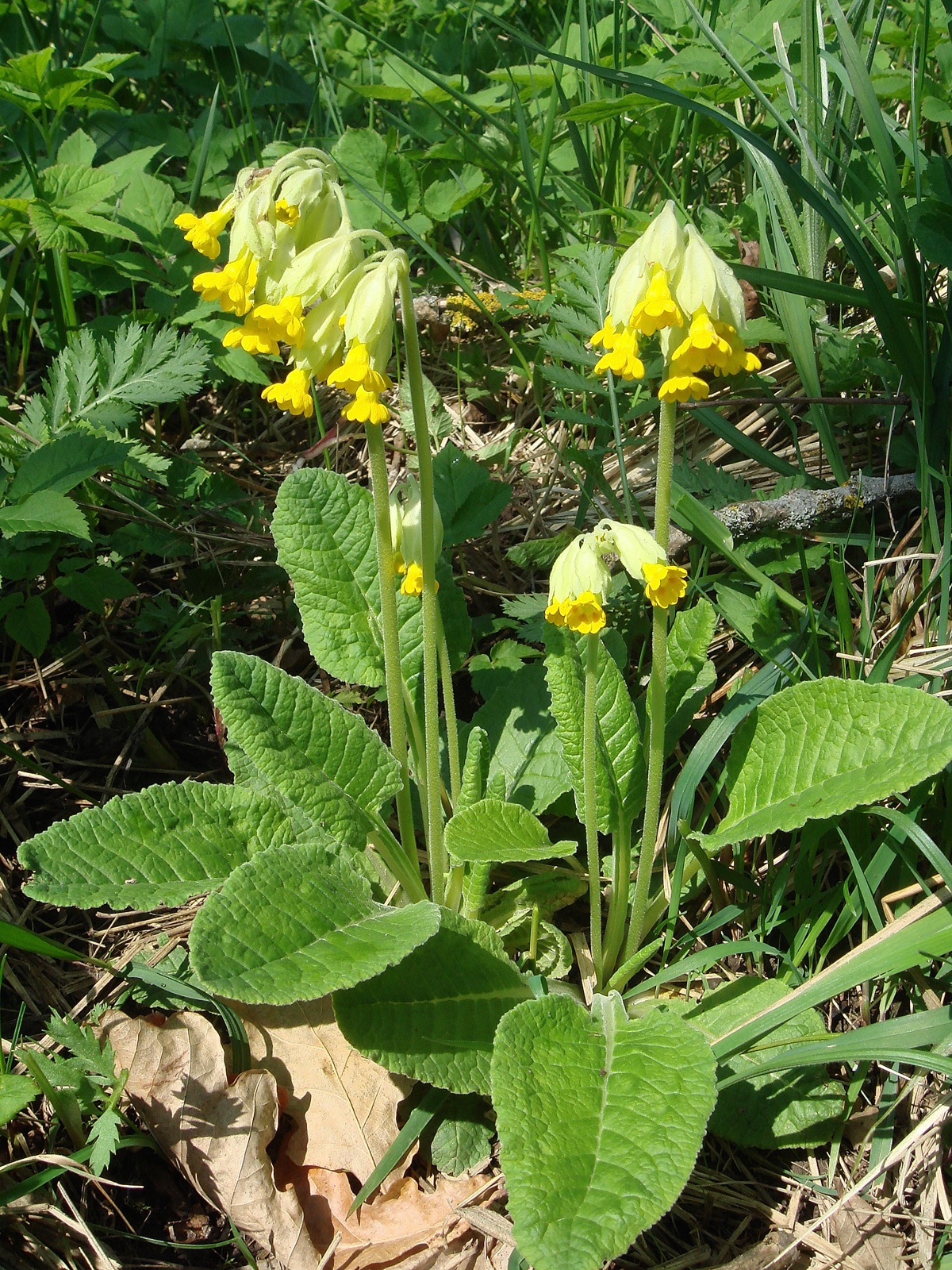 Foto von Echte Schlüsselblume