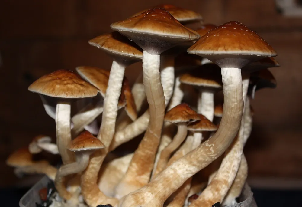 Fruchtkörper von Psilocybe cubensis 'Golden Teacher' mit goldbraunem Hut, gewachsen auf Kokosfaser-Substrat.