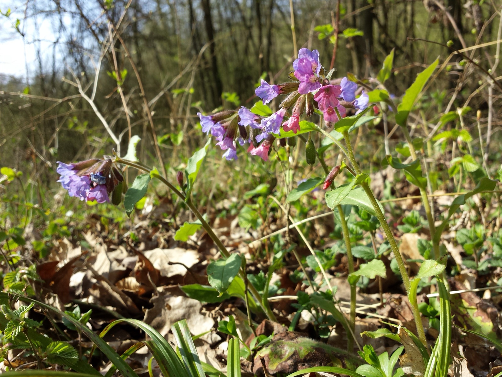 Foto von Geflecktes Lungenkraut