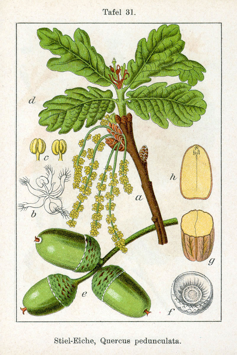 Foto von Stieleiche