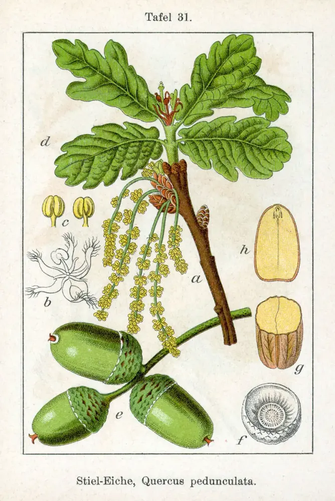Foto von Stieleiche