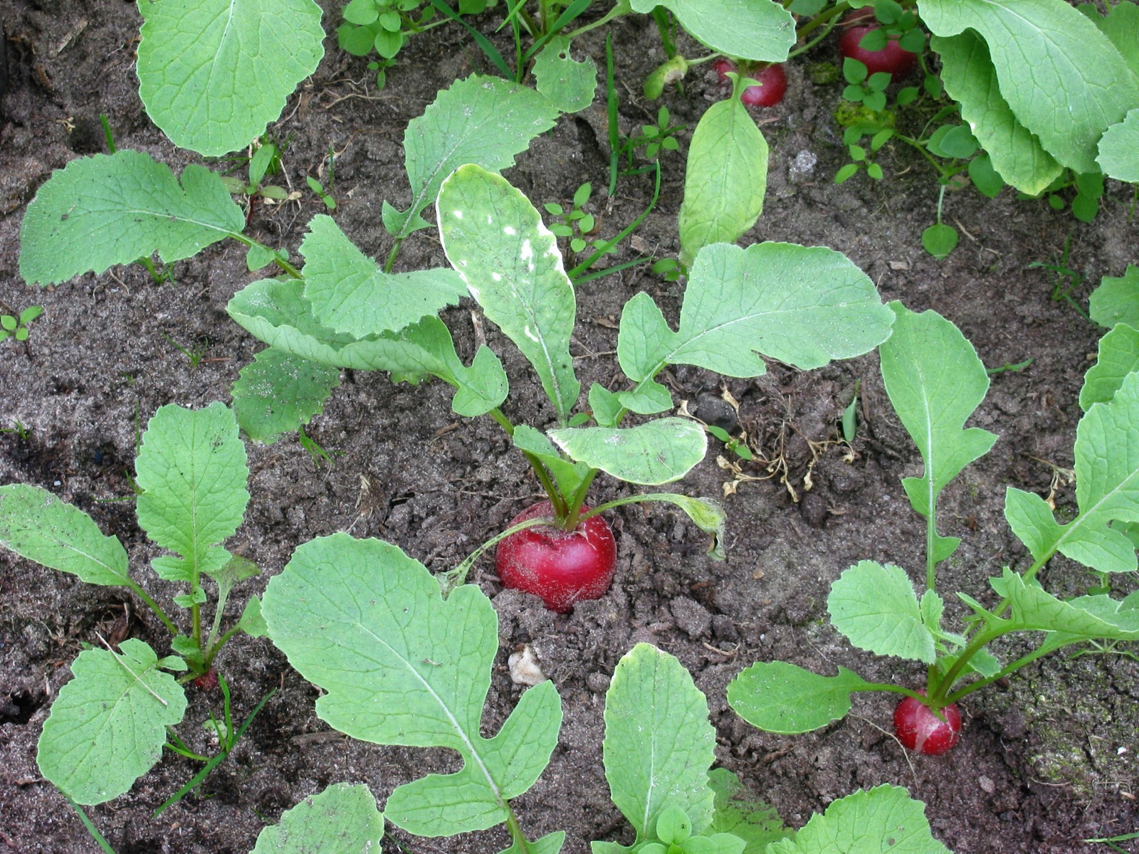 Foto von Radieschen