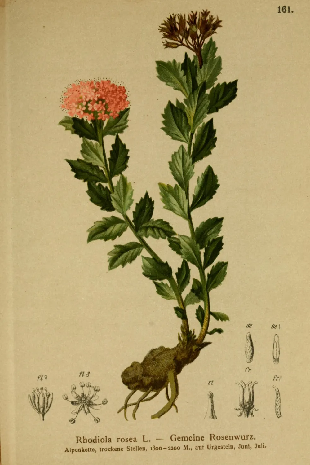 Historische botanische Tafel der Rosenwurz (Rhodiola rosea) aus dem Atlas der Alpenflora (1882)