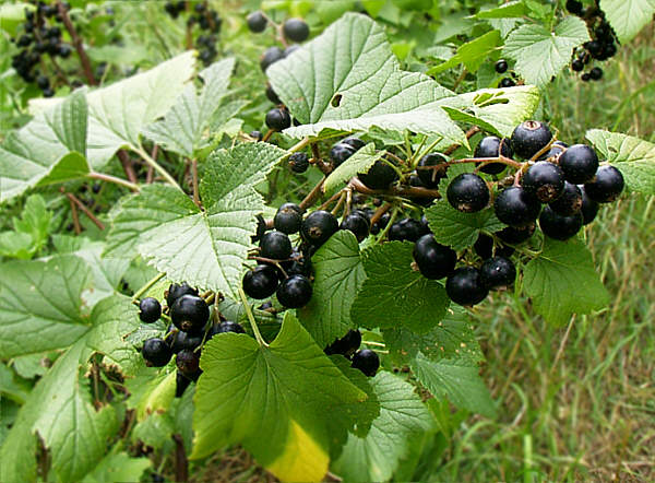Foto von Schwarze Johannisbeere