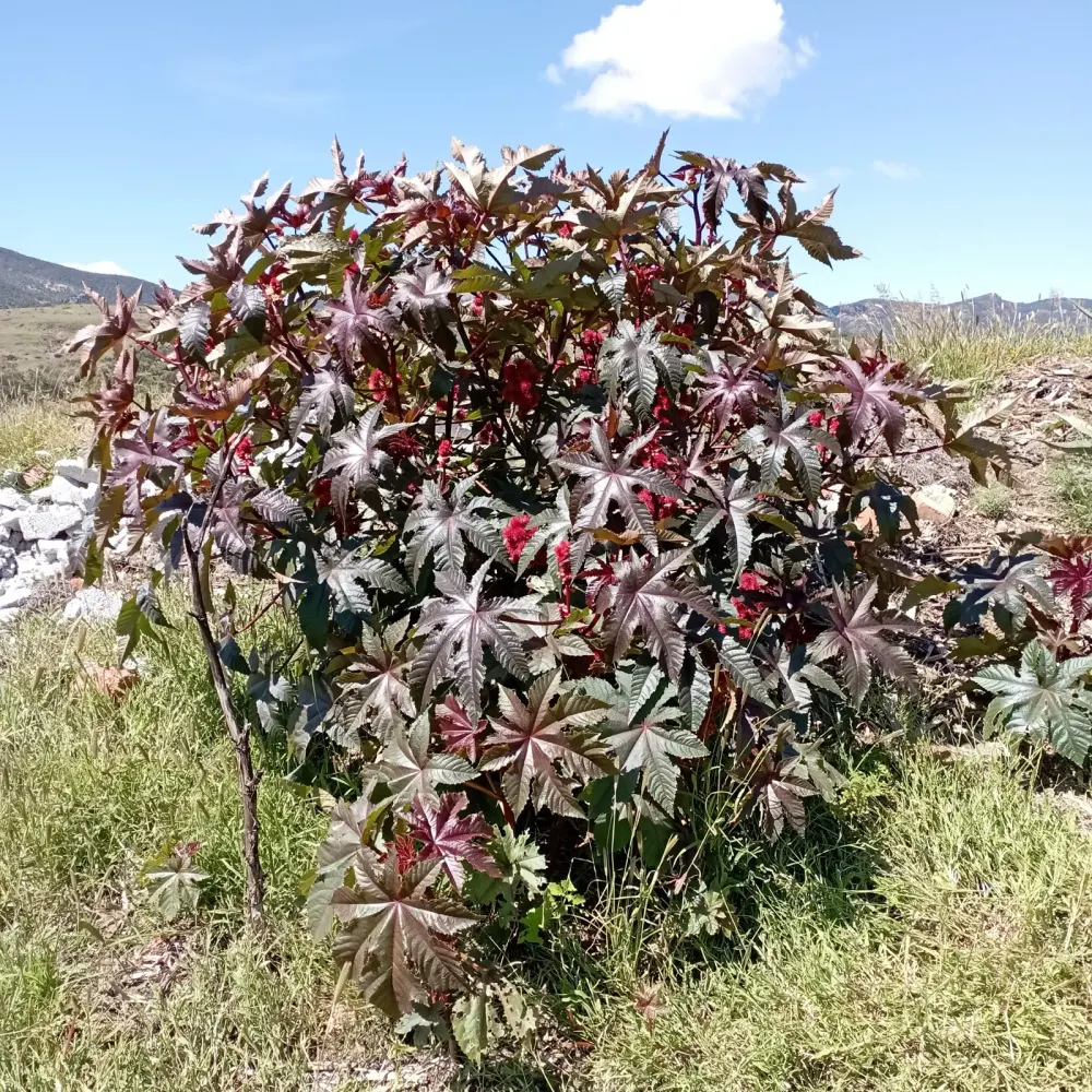 Foto von Ricinus communis