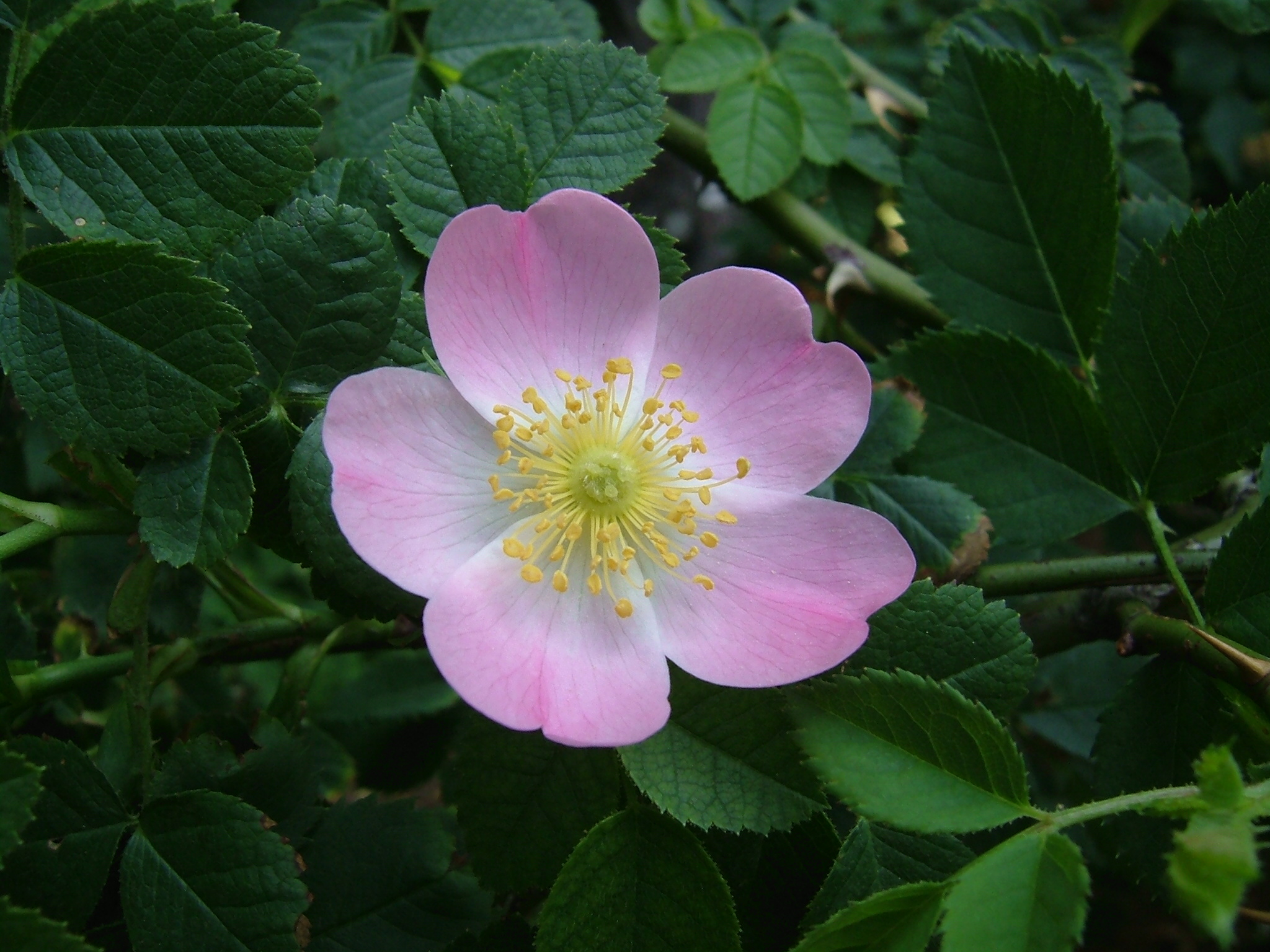 Foto von Hundsrose