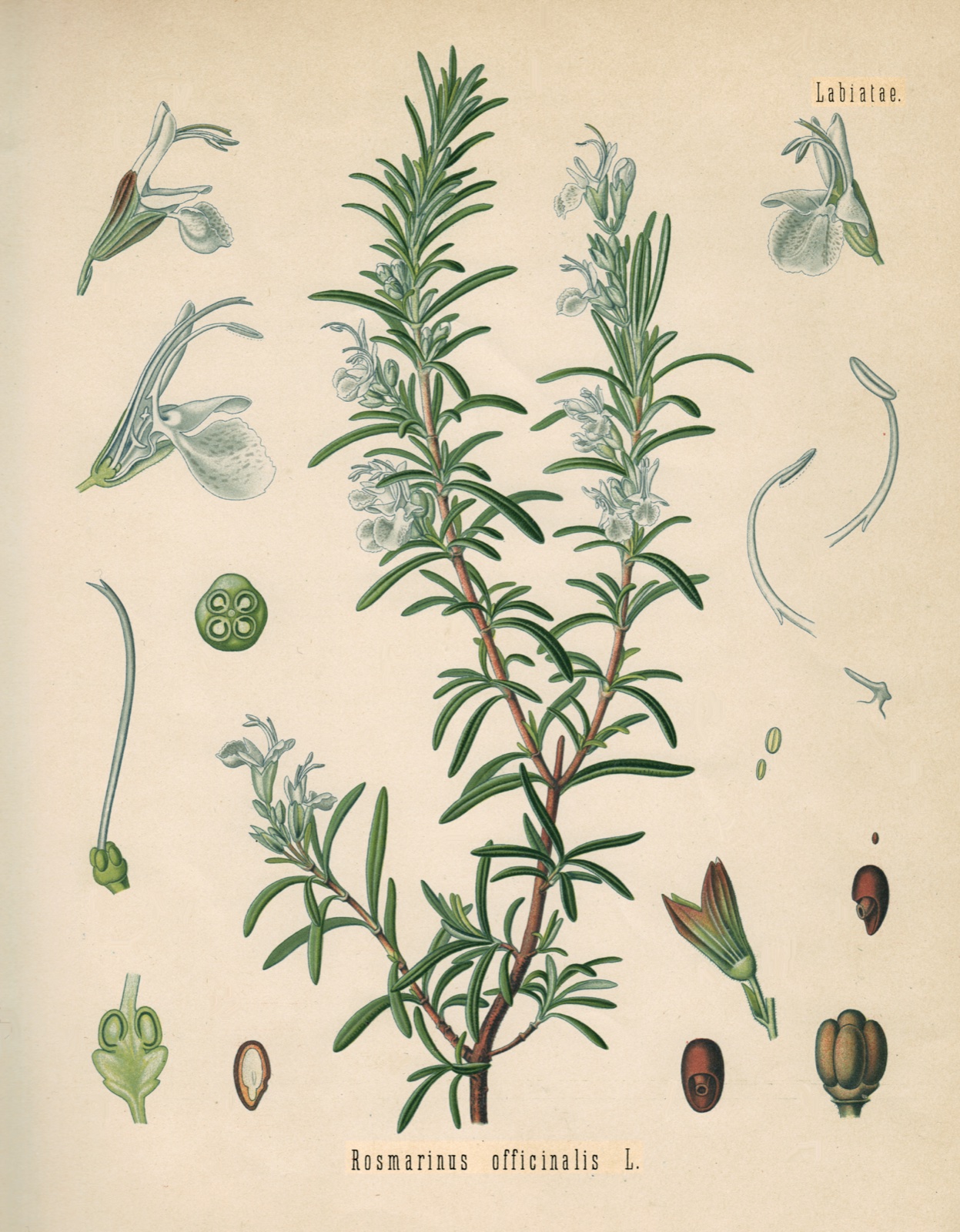 Foto von Rosmarin